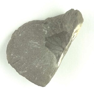 兵庫県産化石採集委託成果品（１９９０年度