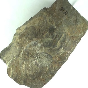 兵庫県産化石採集委託成果品（１９９０年度