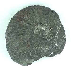 兵庫県産化石採集委託成果品（１９９０年度