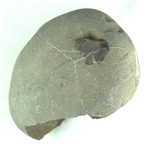 兵庫県産化石採集委託成果品（１９９０年度