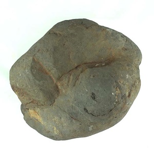 兵庫県産化石採集委託成果品（１９９０年度