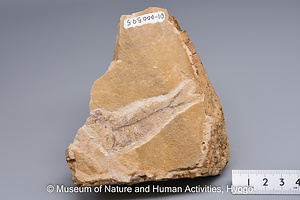 サッパ属の一種（魚類）