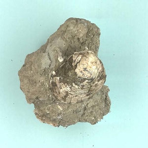 高塚山層産貝化石