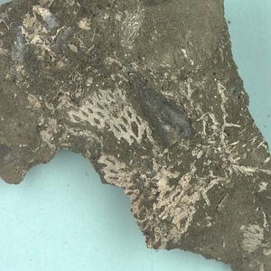 高塚山層産貝化石