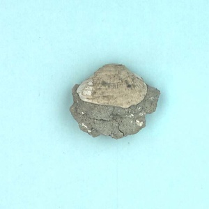 高塚山層産貝化石