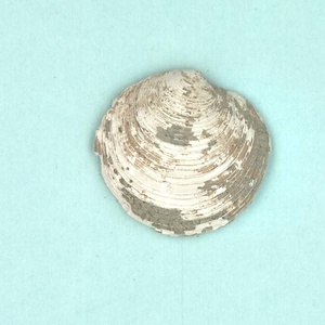 高塚山層産貝化石