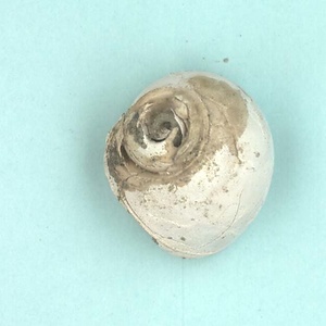 高塚山層産貝化石