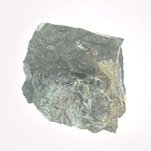 Monotis (Entomonotis) ochotica pachypleura-type