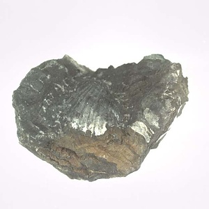 Monotis (Entomonotis) ochotica pachypleura-type