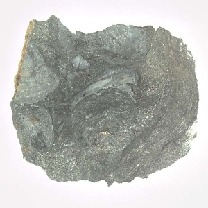 Monotis (Entomonotis) ochotica pachypleura-type