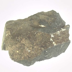 Monotis (Entomonotis) ochotica pachypleura-type