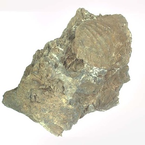 Monotis (Entomonotis) ochotica pachypleura-type