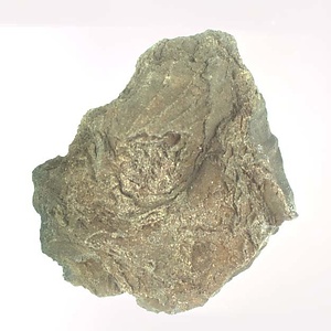 Monotis (Entomonotis) ochotica pachypleura-type