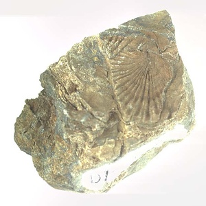 Monotis (Entomonotis) ochotica pachypleura-type