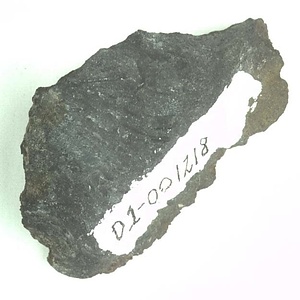 Monotis (Entomonotis) ochotica pachypleura-type