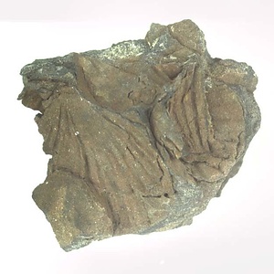 Monotis (Entomonotis) ochotica pachypleura-type