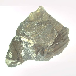 Monotis (Entomonotis) ochotica pachypleura-type