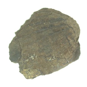 Monotis (Entomonotis) ochotica pachypleura-type