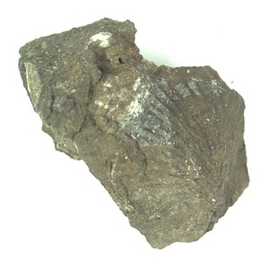 Monotis (Entomonotis) ochotica pachypleura-type