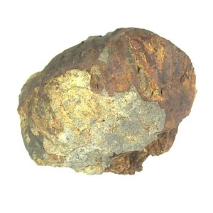 日本産中生代軟体動物化石