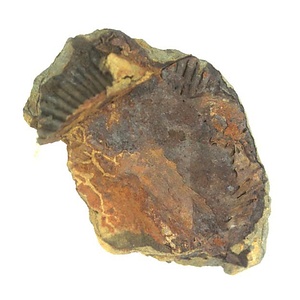 日本産中生代軟体動物化石