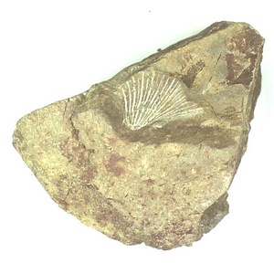 Monotis (Entomonotis) ochotica