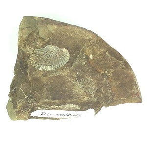 Monotis (Entomonotis) ochotica