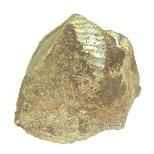 Monotis (Entomonotis) ochotica