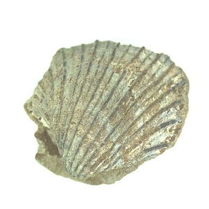 Monotis (Entomonotis) ochotica