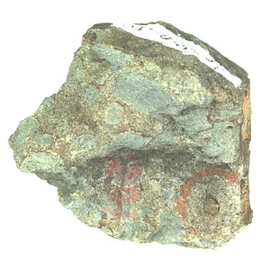 日本産中生代軟体動物化石