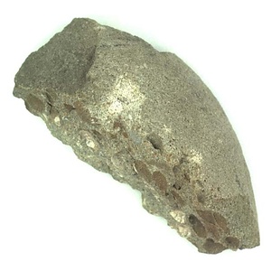 Rhynchonella  ?