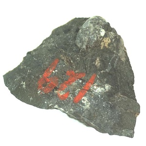 日本産中生代軟体動物化石