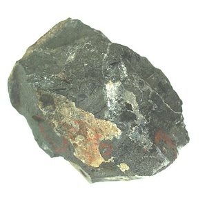 日本産中生代軟体動物化石