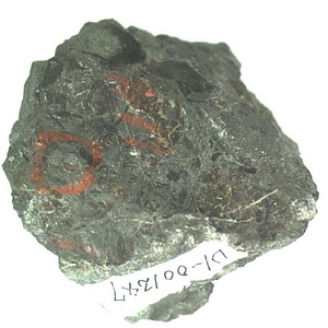 日本産中生代軟体動物化石