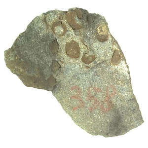 日本産中生代軟体動物化石