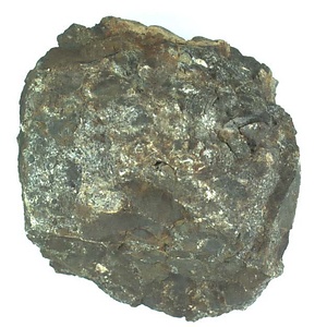 日本産中生代軟体動物化石