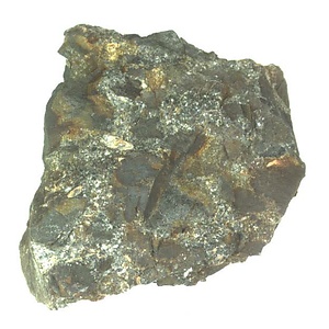 日本産中生代軟体動物化石