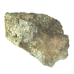 日本産中生代軟体動物化石