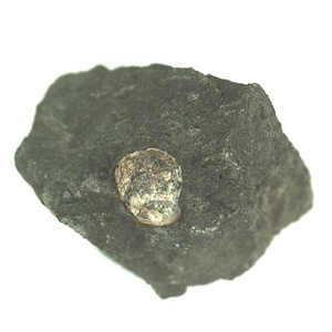 日本産中生代軟体動物化石