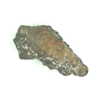 日本産中生代軟体動物化石