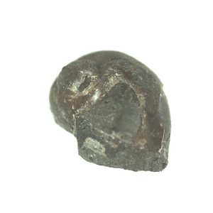 日本産中生代軟体動物化石