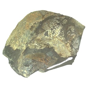 日本産中生代軟体動物化石