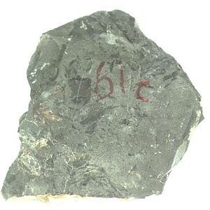 イノセラムス　アワジエンシス