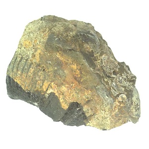 日本産中生代軟体動物化石