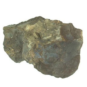 イノセラムス　アワジエンシス