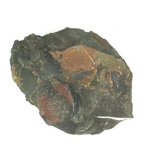 日本産中生代軟体動物化石