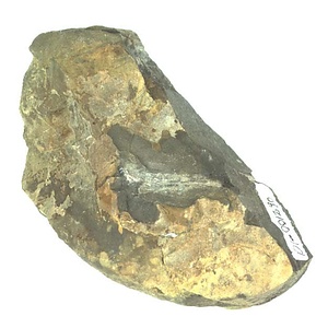 日本産中生代軟体動物化石