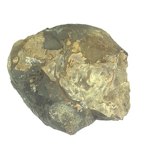 日本産中生代軟体動物化石