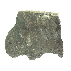 日本産中生代軟体動物化石