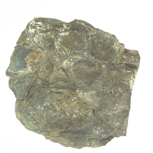 イノセラムス　アワジエンシス